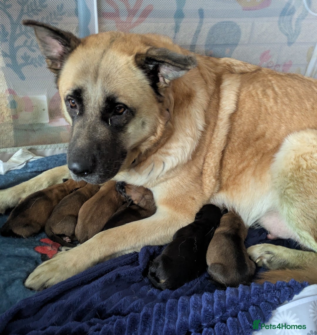 Mixed Breed dogs for sale: Pup looking for her forever home  - Advert 4