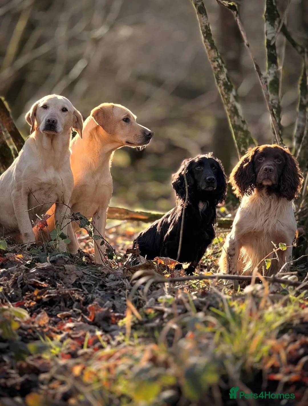 Cocker Spaniel dogs for stud: Ammerdown Galahad - Health Tested Stud in Frome - Advert 3