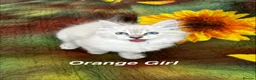 Siberian cats for sale: ❤️6 Beautiful Neva Masquerade x Ragdoll Kittens ❤️ - Advert 29