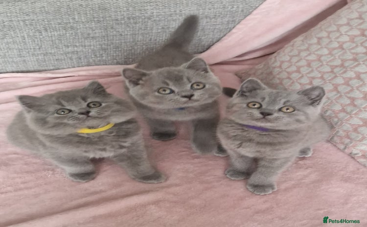 British Shorthair cats - Advert 4