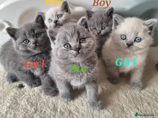 British Shorthair cats Adorable BSH kittens, Gray and white, London - Advert 1