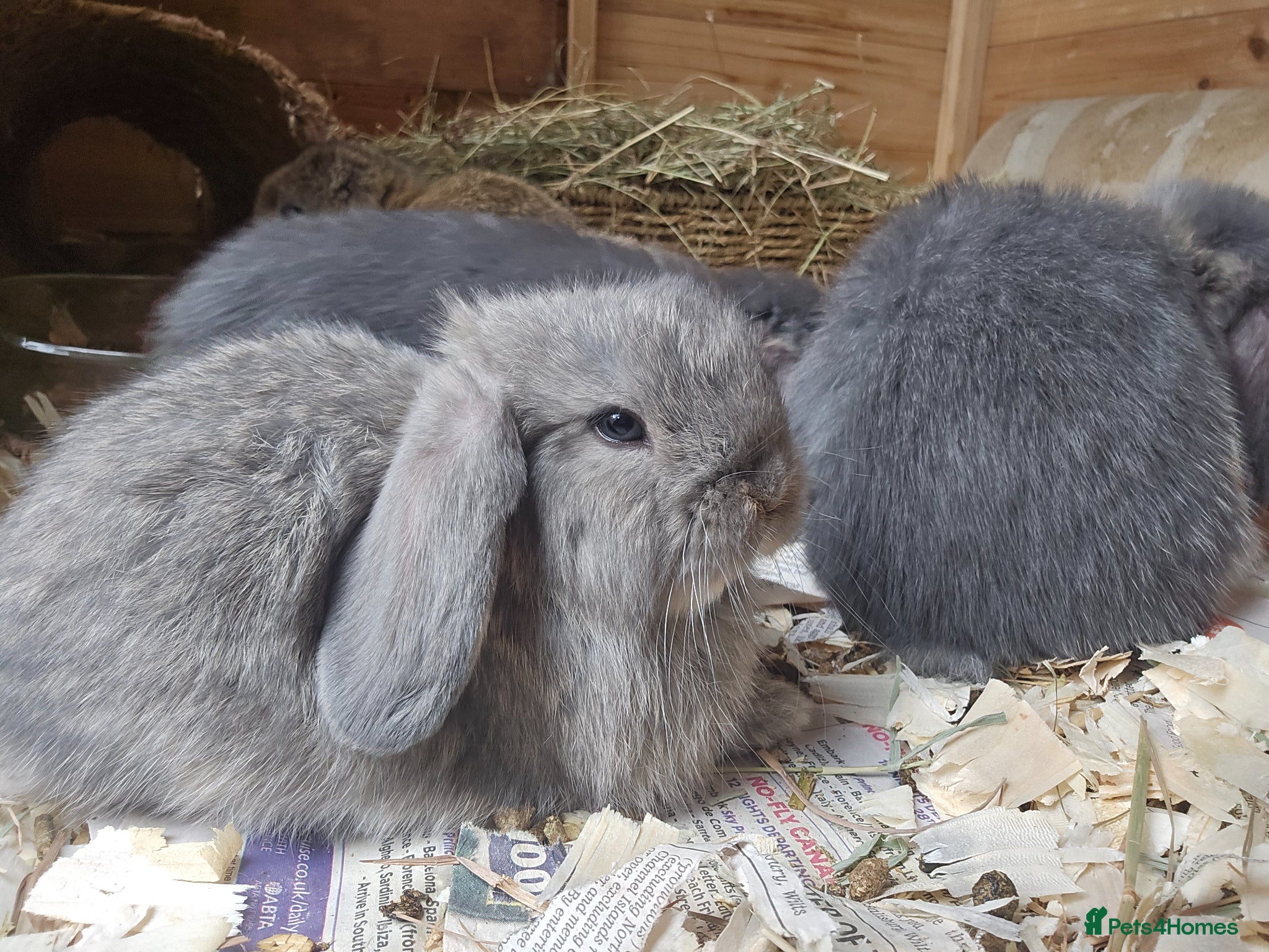 Mini Lop rabbits Baby lops  - Advert 18