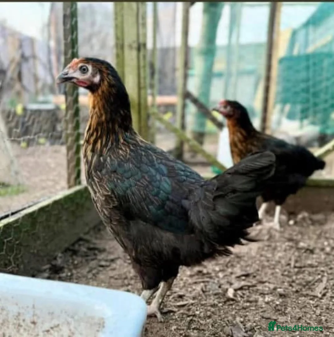Chickens poultry for sale: Guaranteed female point of lay hybrids  - Advert 4