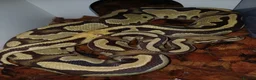 Python Snake reptiles for sale: 3x ball pythons - 2 male, 1 female in Hayling Island - Advert 2