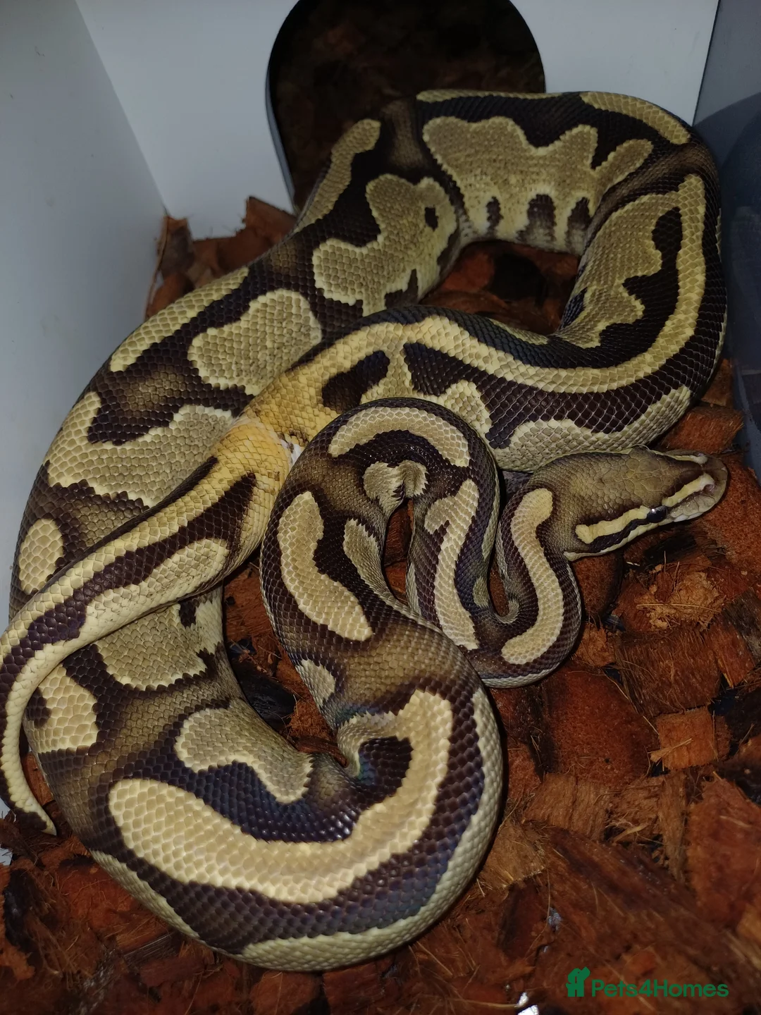 Python Snake reptiles for sale: 3x ball pythons - 2 male, 1 female in Hayling Island - Advert 2