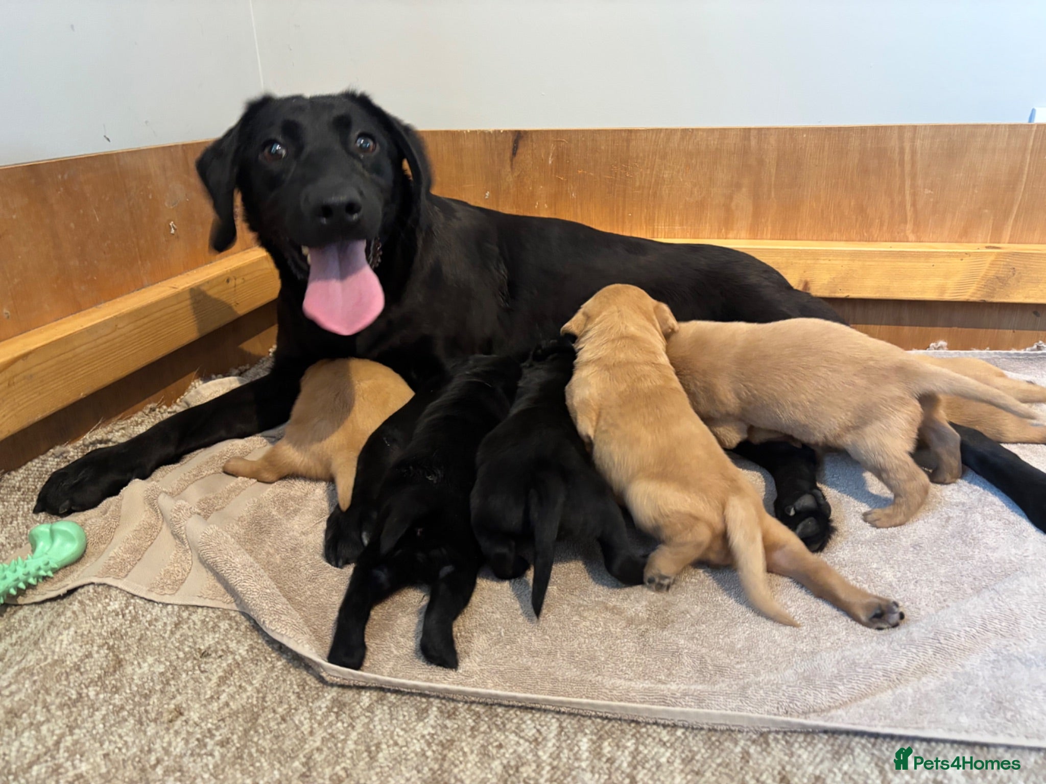 Labrador Retriever dogs KC Pedigree Labradors for sale  - Advert 1