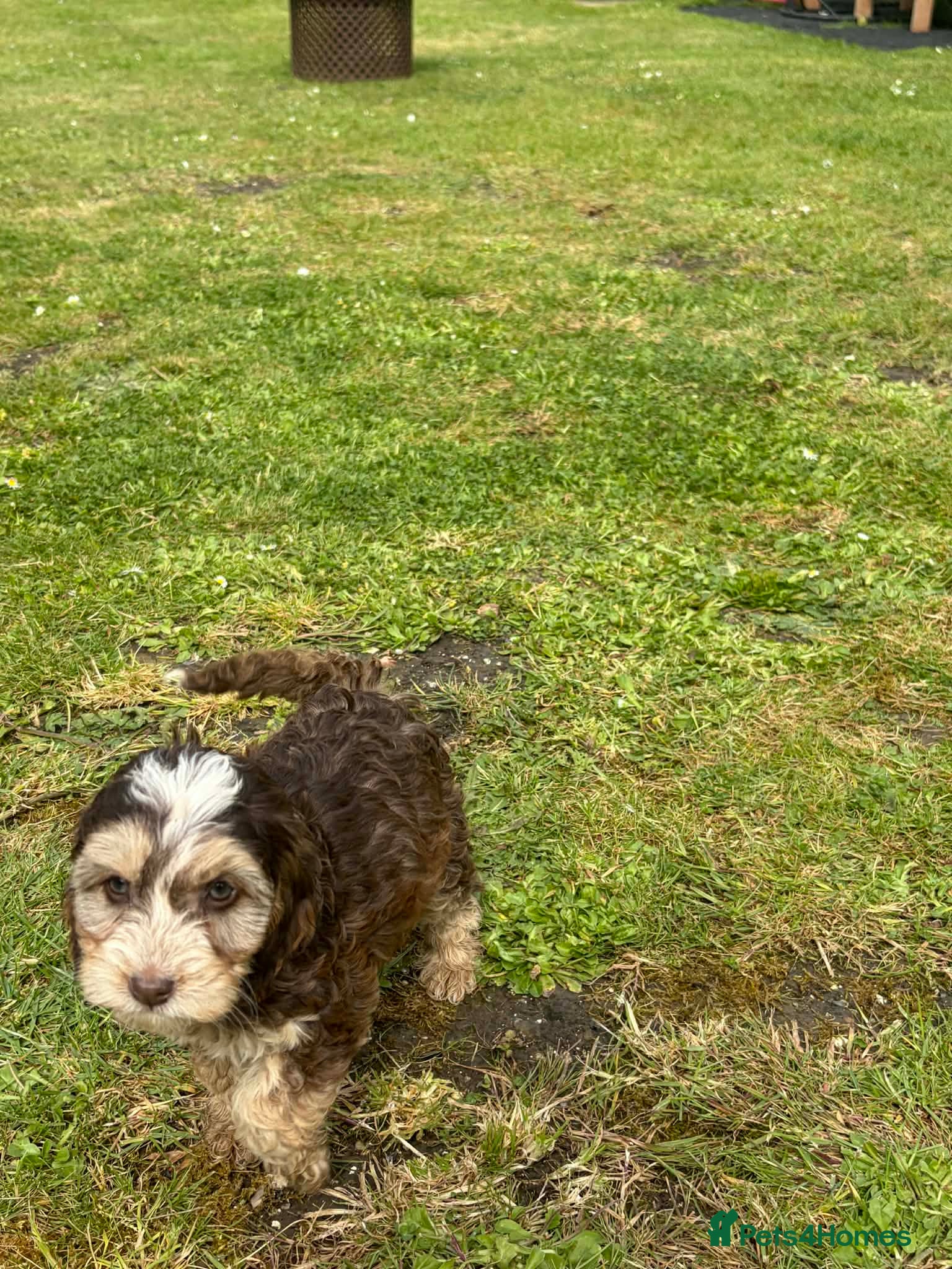 Cockapoo dogs for sale: F1 cockerpoos available  - Advert 2