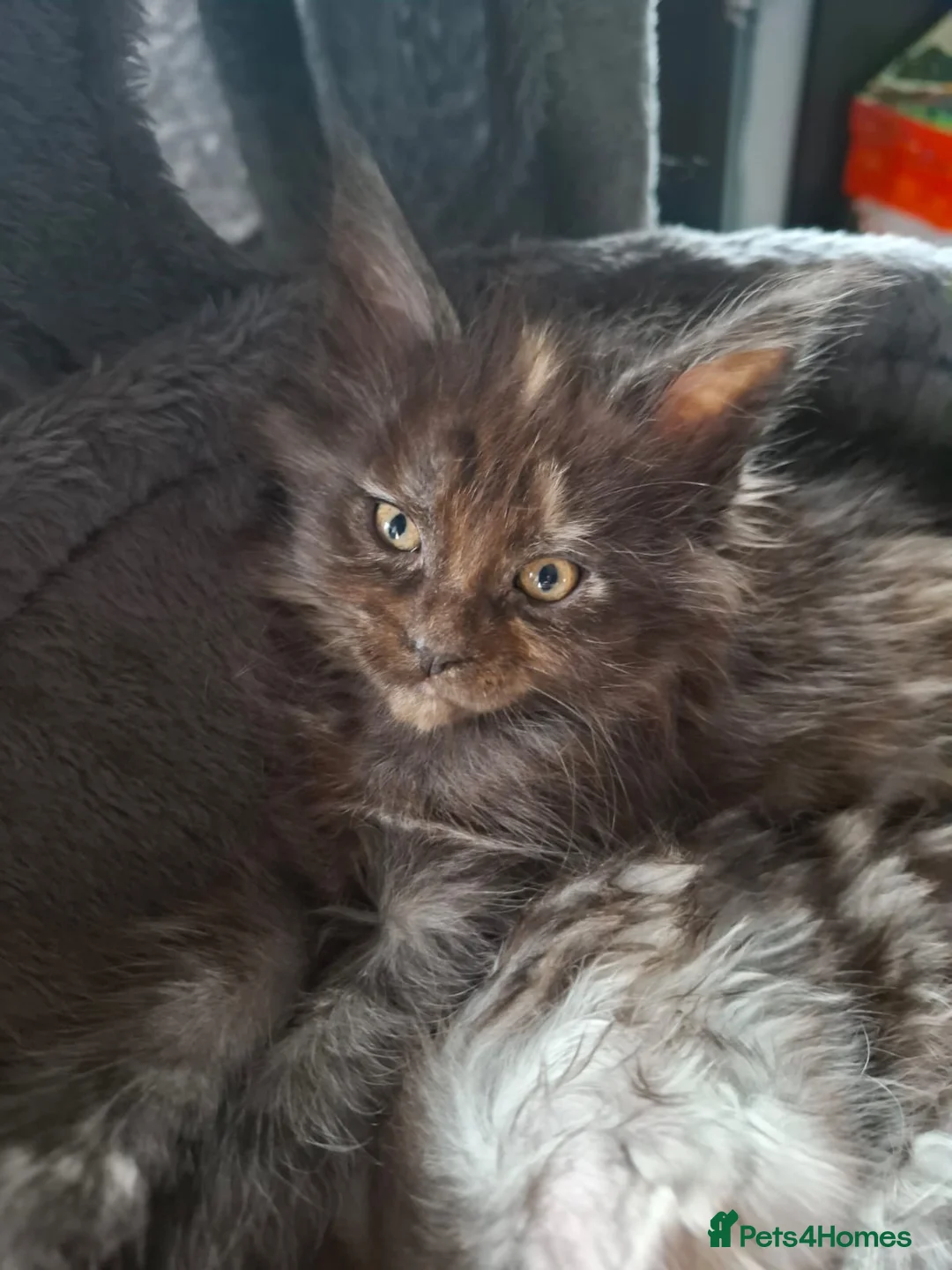 Maine Coon cats for sale: 5 Beautiful Maine Coon kittens  - Advert 21