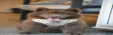 Chocolate male 4