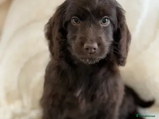 Cockapoo dogs F1 Show Cockapoo Girl Ready NOW - Advert 6