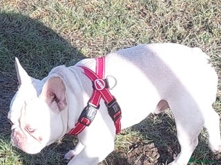 French Bulldog dogs Kc French bulldog Stud - Advert 21