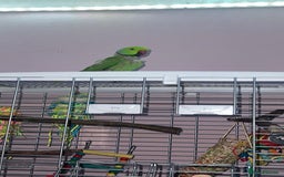 Ringnecks birds for sale: Red ring neck  - Image 1
