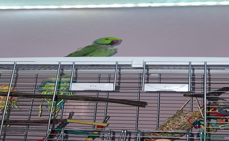 Ringnecks birds - Advert 1