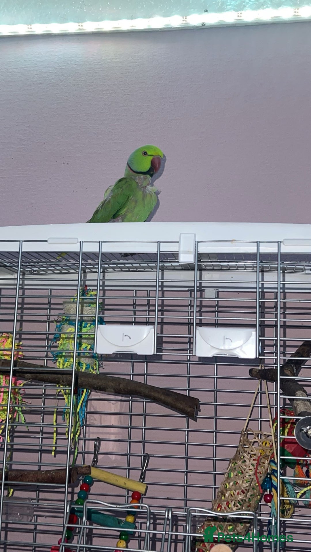 Ringnecks birds for sale: Red ring neck  - Image 1
