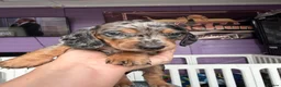 Dachshund dogs for sale: The Outstanding Boy Band is here💙🐶💚 - Advert 17