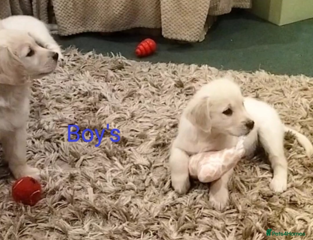 Golden Retriever dogs for sale: GOLDEN RETRIEVER PUPS - Advert 26