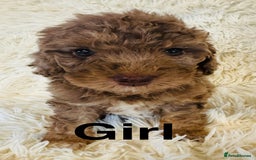 Cockapoo dogs for sale: stunning merle cockapoo puppies, ready 21st august - Image 4