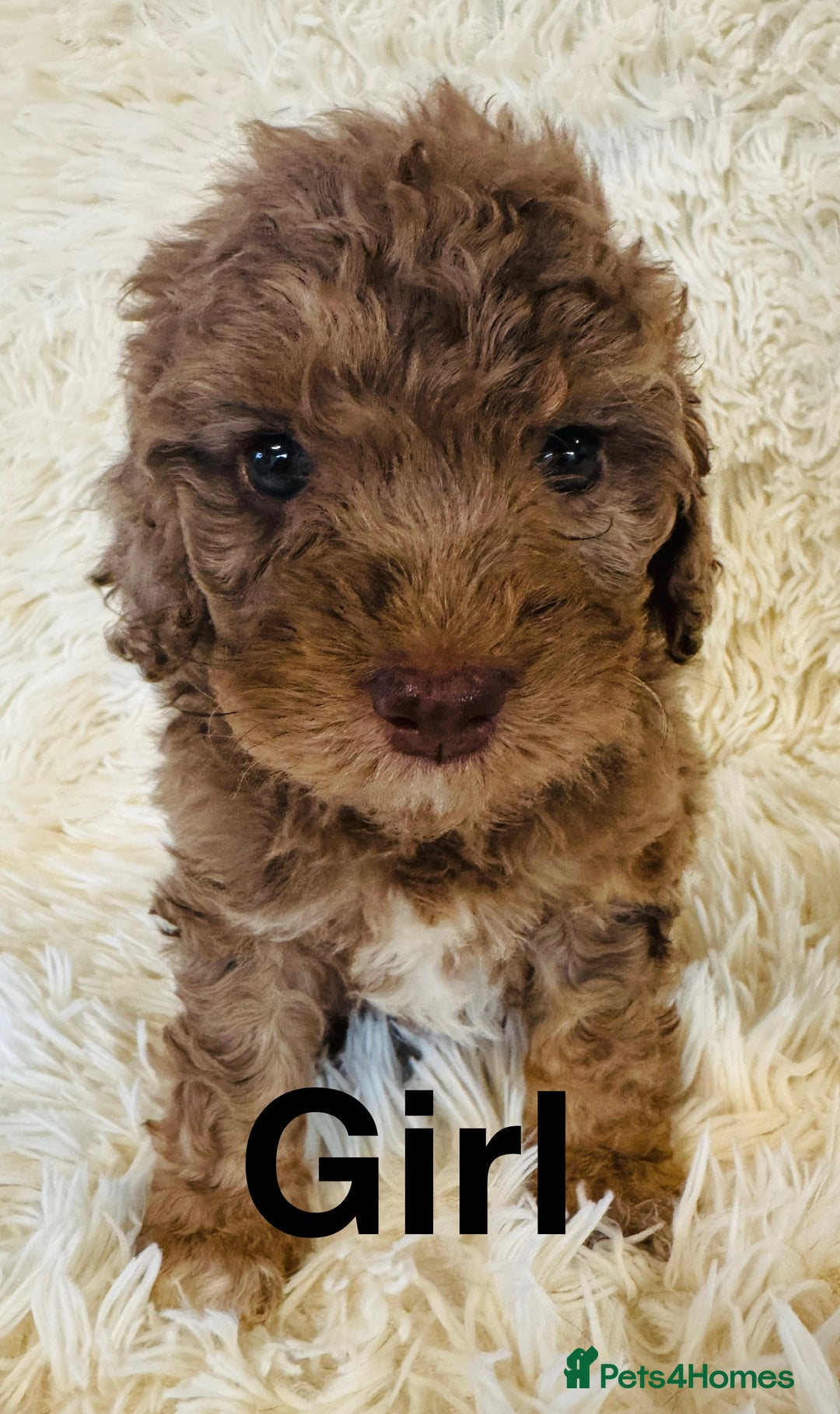 Cockapoo dogs for sale: stunning merle cockapoo puppies, ready 21st august - Image 4