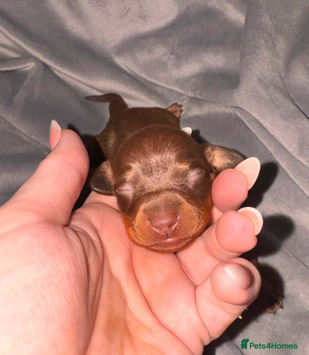 Miniature Dachshund dogs for sale: Because dachshund babies - Advert 24