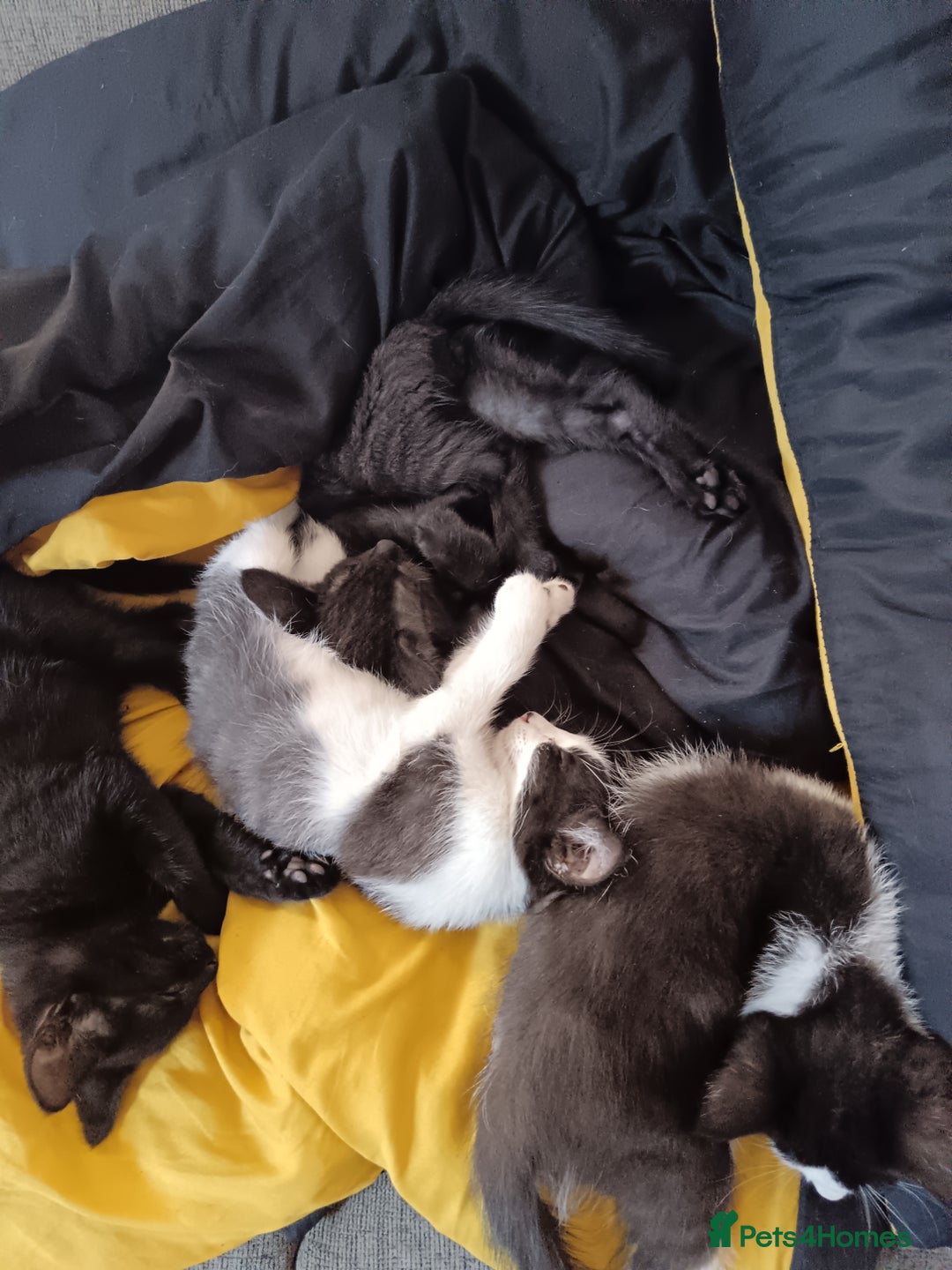 Mixed Breed cats for sale: Kittens - Image 2