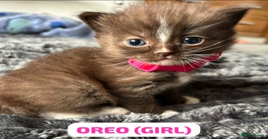 Ragdoll cats - Advert 8