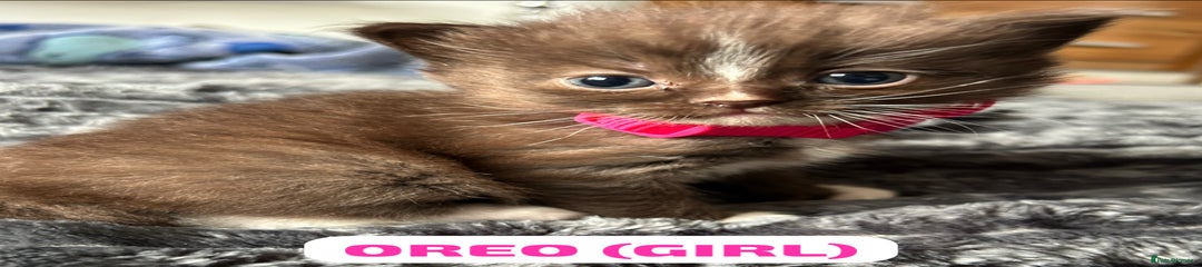 Ragdoll Kitten 2