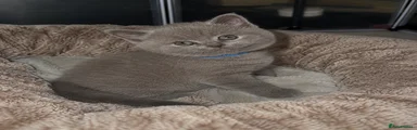 British Shorthair Kitten 1