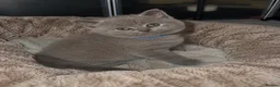 British Shorthair cats for sale: Adorable British Shorthair kittens    - Advert 7
