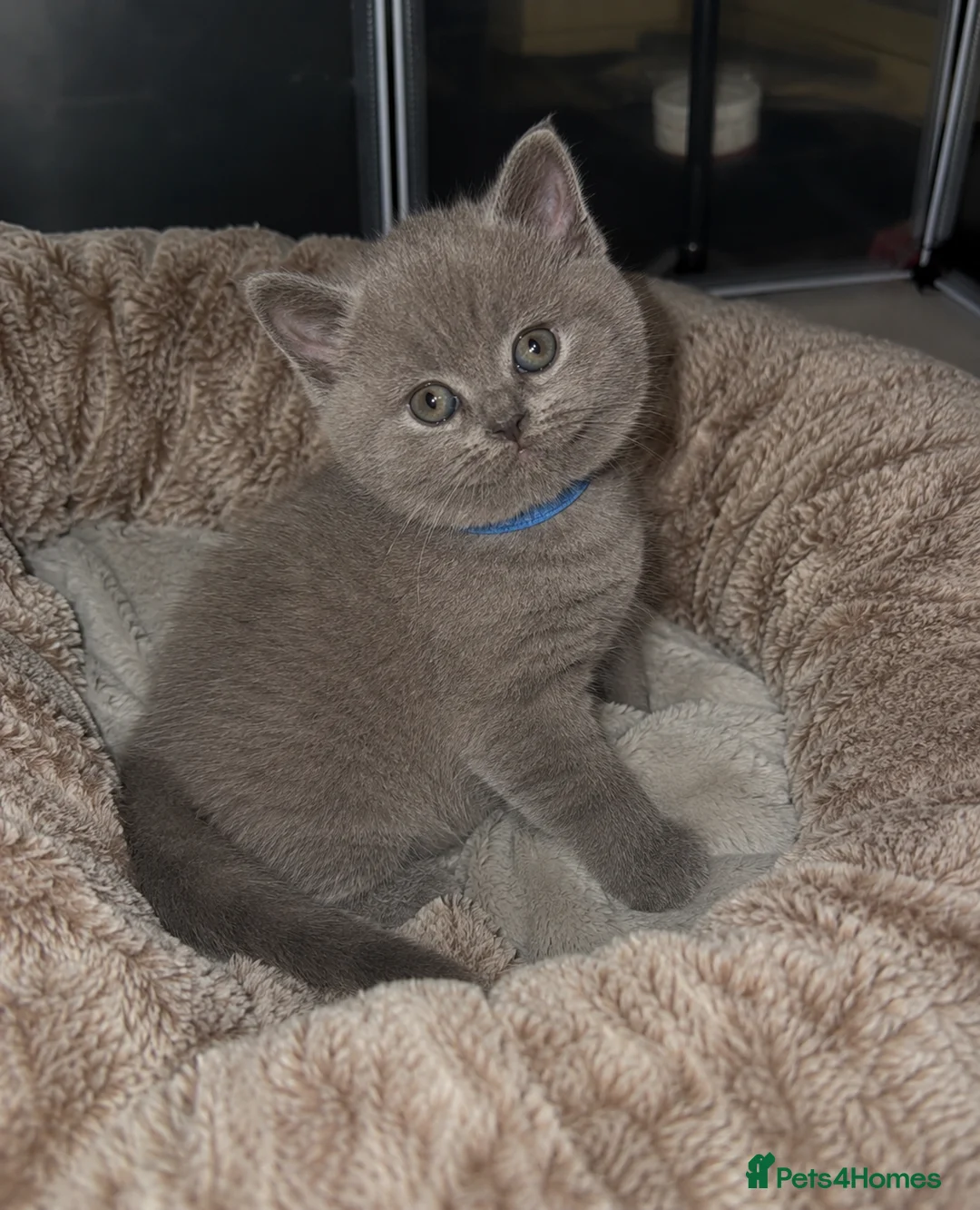 British Shorthair cats for sale: Adorable British Shorthair kittens    - Advert 7