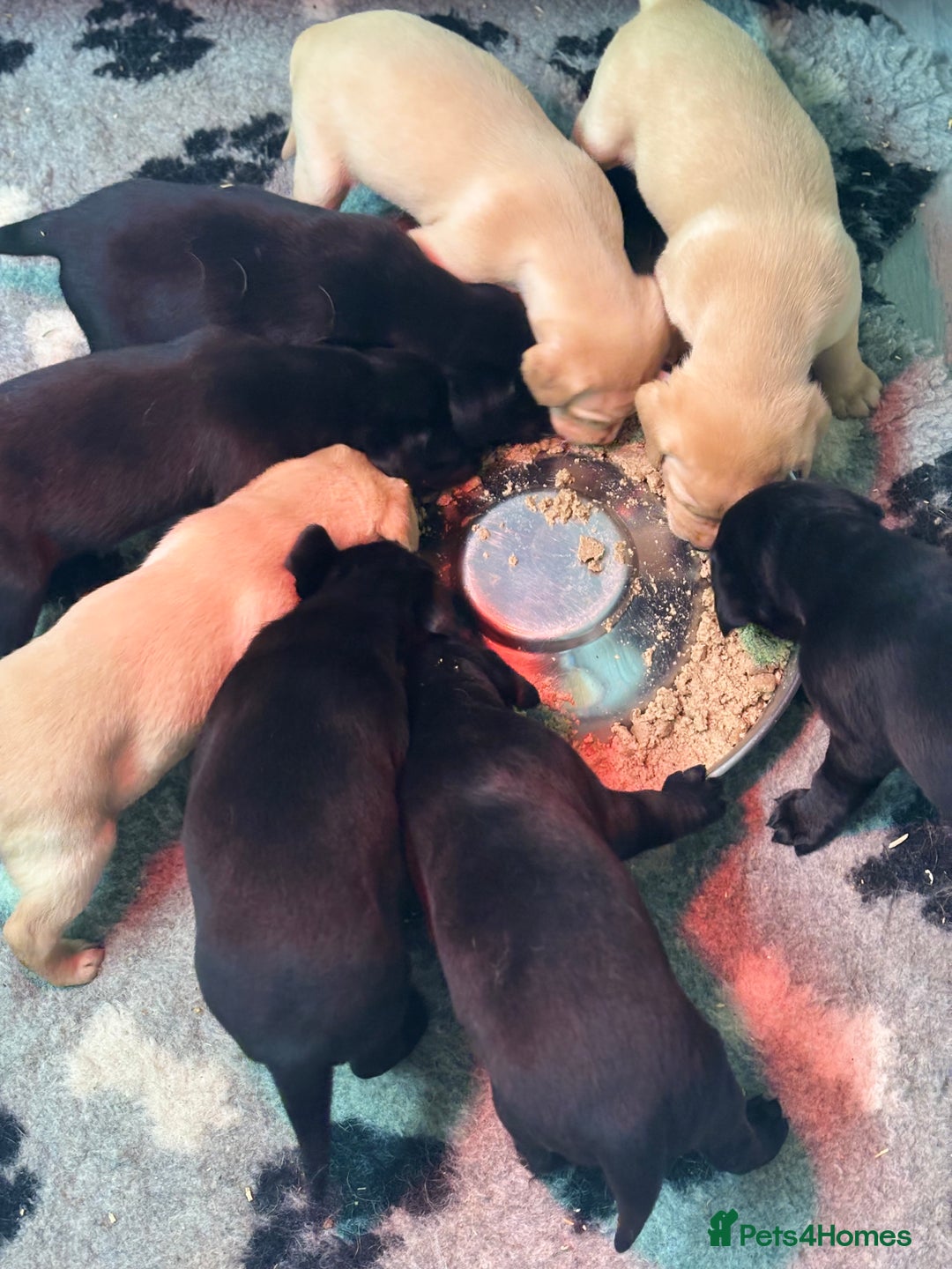 Labrador Retriever dogs for sale: Labrador puppies - Image 6