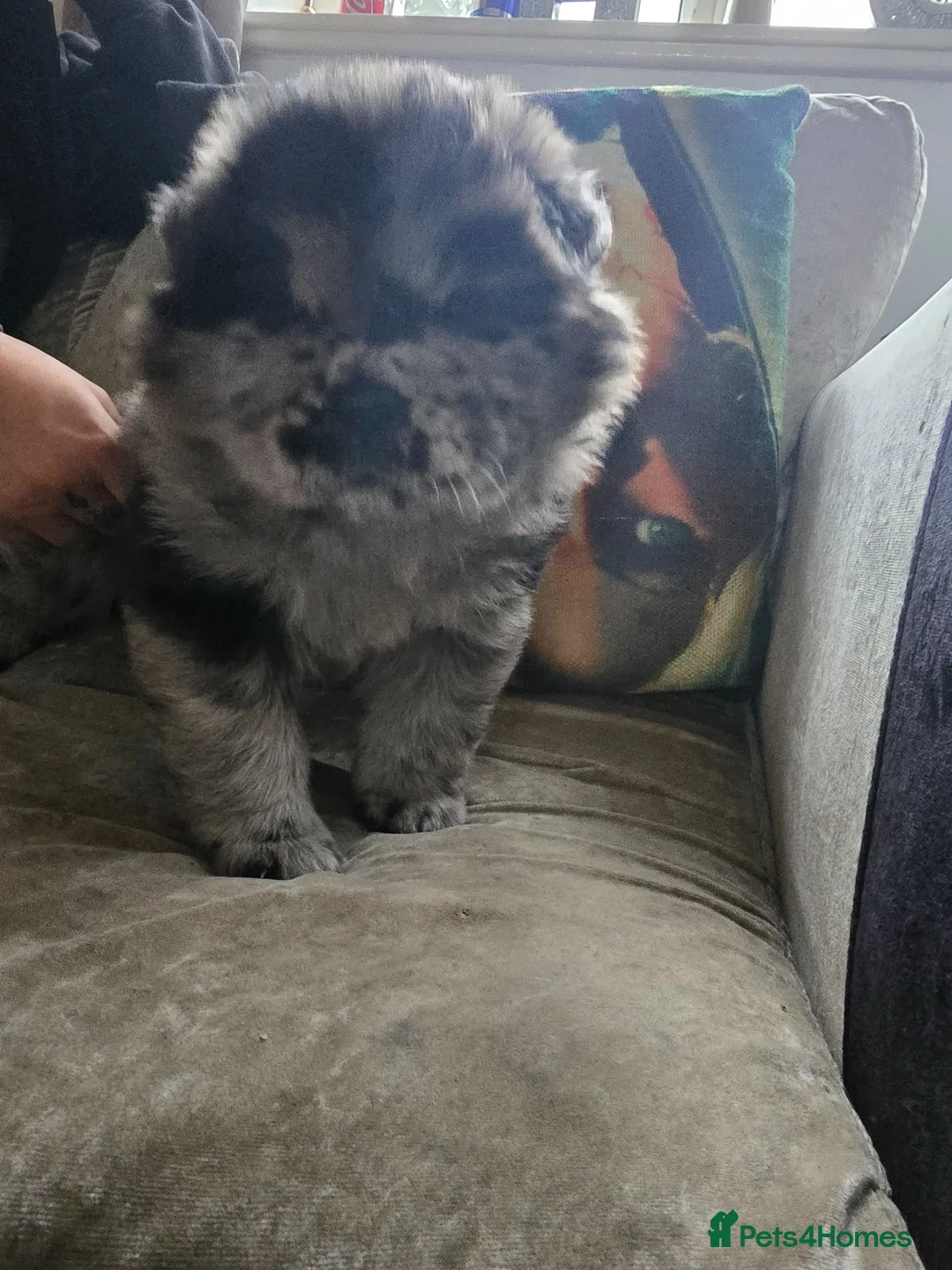 Chow Chow dogs for sale: Female chow for sale  - Advert 9