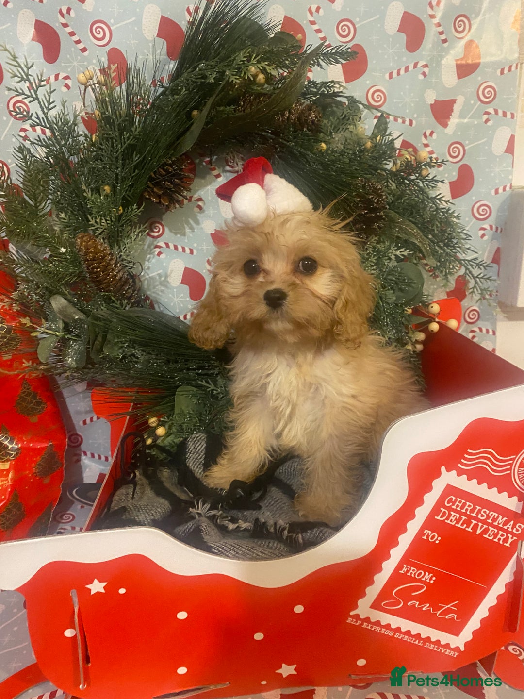 Cavapoo dogs for sale:  DNA clear parents/grandparents BVA heart/eyes - Advert 12