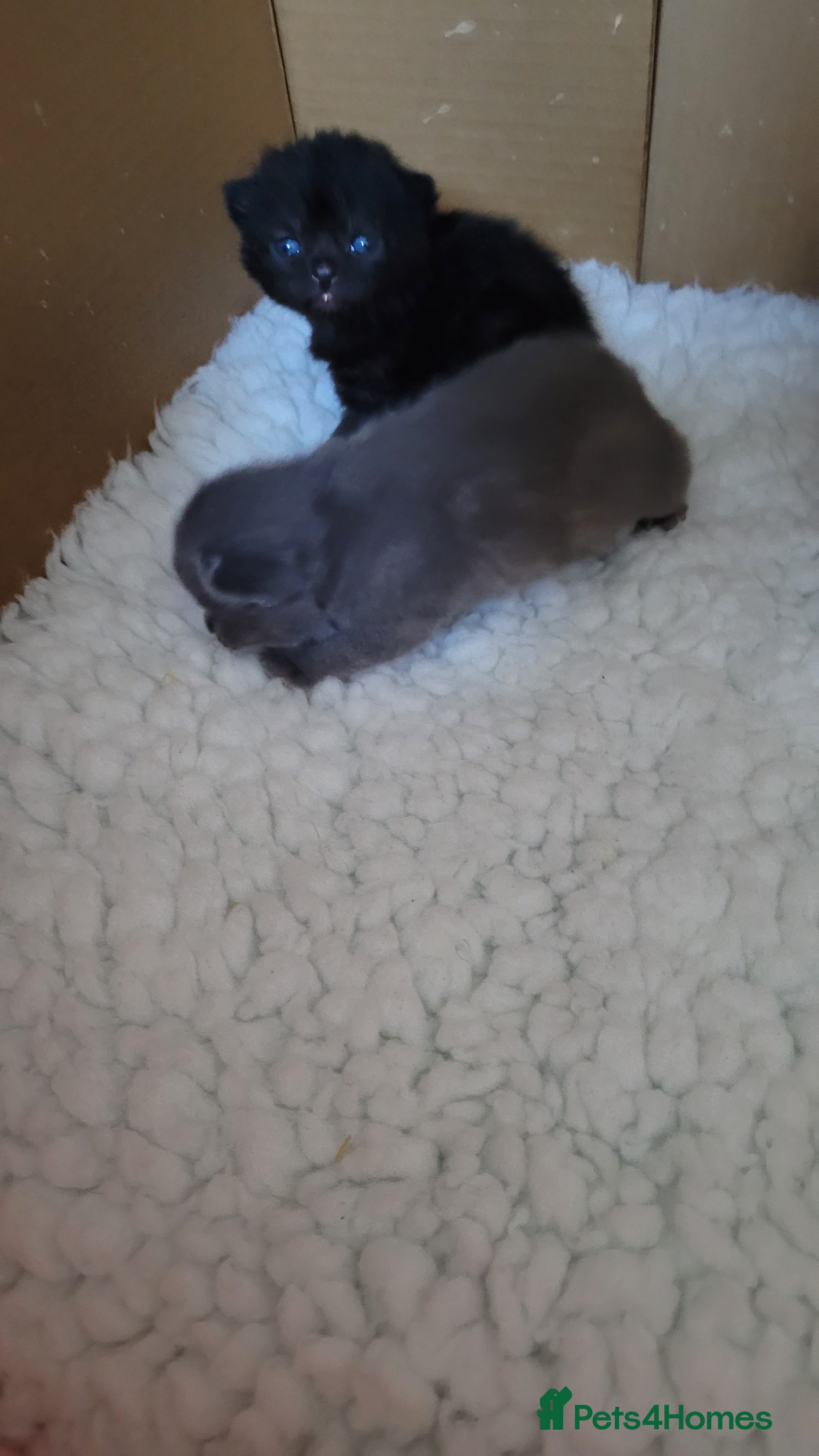 British Shorthair cats 5 beautiful bsh kittens  - Advert 2