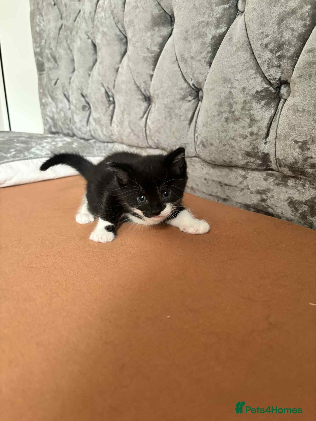 Mixed Breed cats for sale: Mixed breed cats  - Image 9