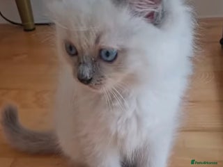 Ragdoll cats Adorable Ragdoll Kitten Ready for a loving home - Advert 1