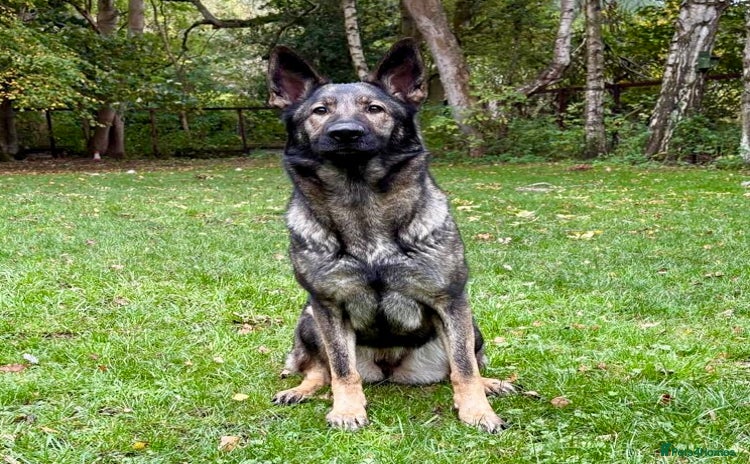 German Shepherd dogs - Advert 4