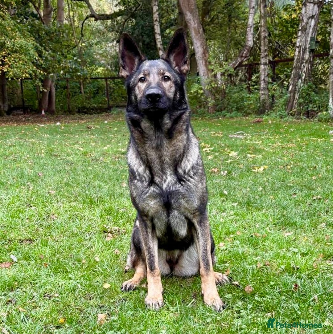 German Shepherd dogs for sale: Liverpool - Superb 2YO Bitch, Active Companion - Image 1