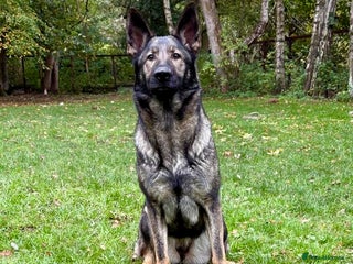 German Shepherd dogs - Advert 2