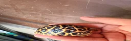 Tortoise reptiles for sale: Indian star tortoise  - Advert 8
