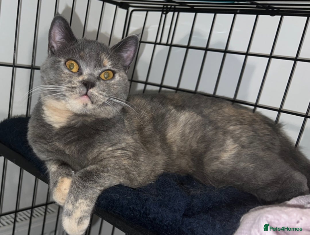 British Shorthair cats for sale: Beautiful female British short hair  - Advert 2