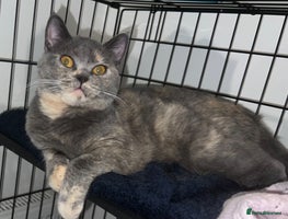 British Shorthair cats - Advert 3