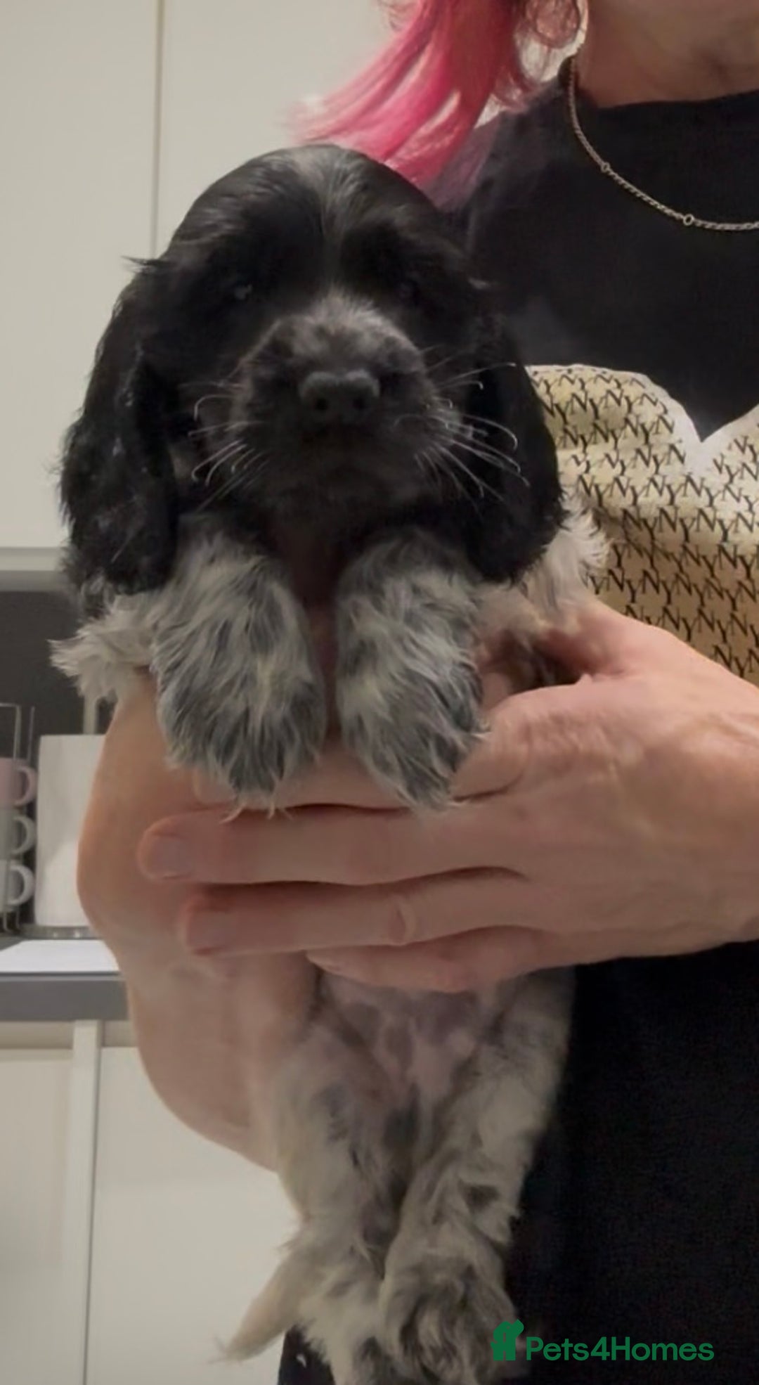 Cocker Spaniel dogs for sale: Blue Roan Show Cocker Spaniels  - Image 2