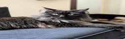 Maine Coon cats for sale: Maine coon sisters  - Advert 4