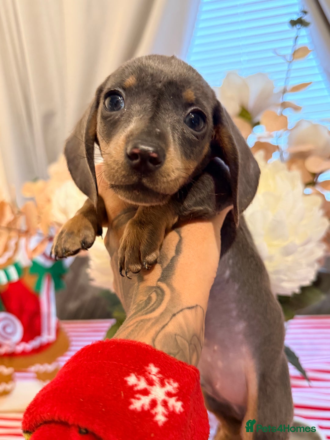 Dachshund dogs for sale: ⭐️LAST BOY AVAILABLE- Mini dachshunds pups⭐️ - Advert 25