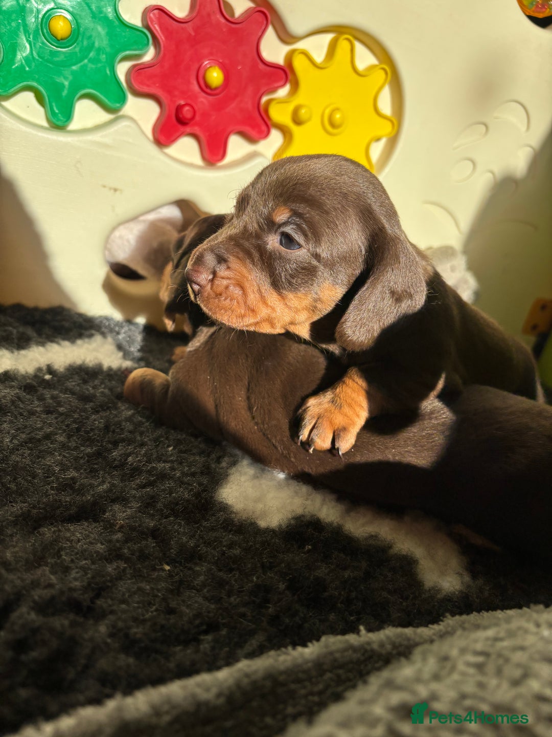 Miniature Dachshund dogs for sale: Kc miniature Dachshunds 2  girls  left  - Image 18
