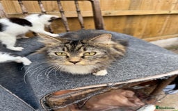 Mixed Breed cats for sale: 🐾 Beautiful Mixed-Breed Kittens –Ready🐾 - Image 34