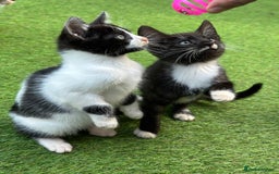 Bengal cats for sale: Gorgeous Bengal X Kittens!! Price Reduced!! - Image 6