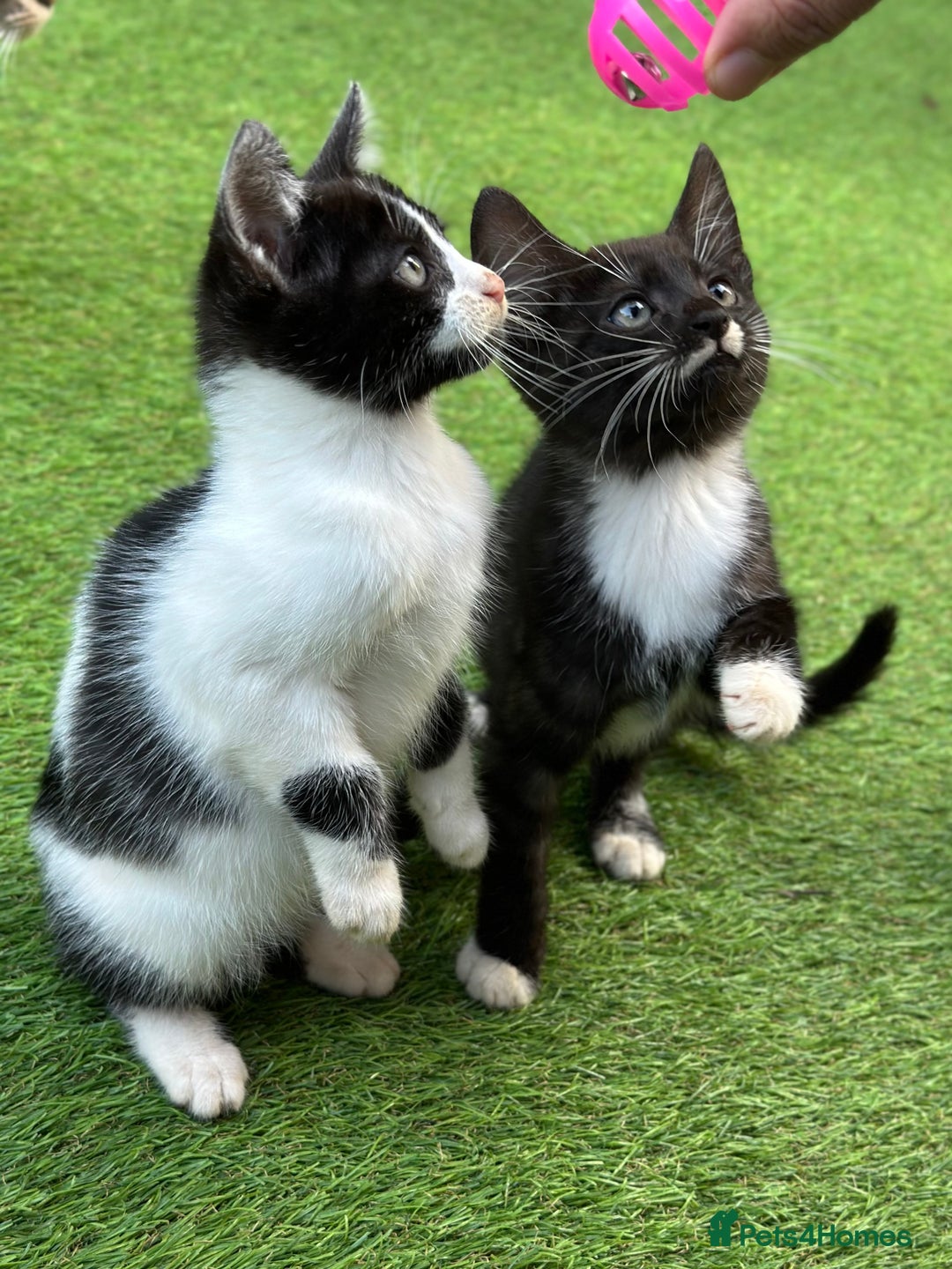 Bengal cats for sale: Gorgeous Bengal X Kittens!! Price Reduced!! - Image 6