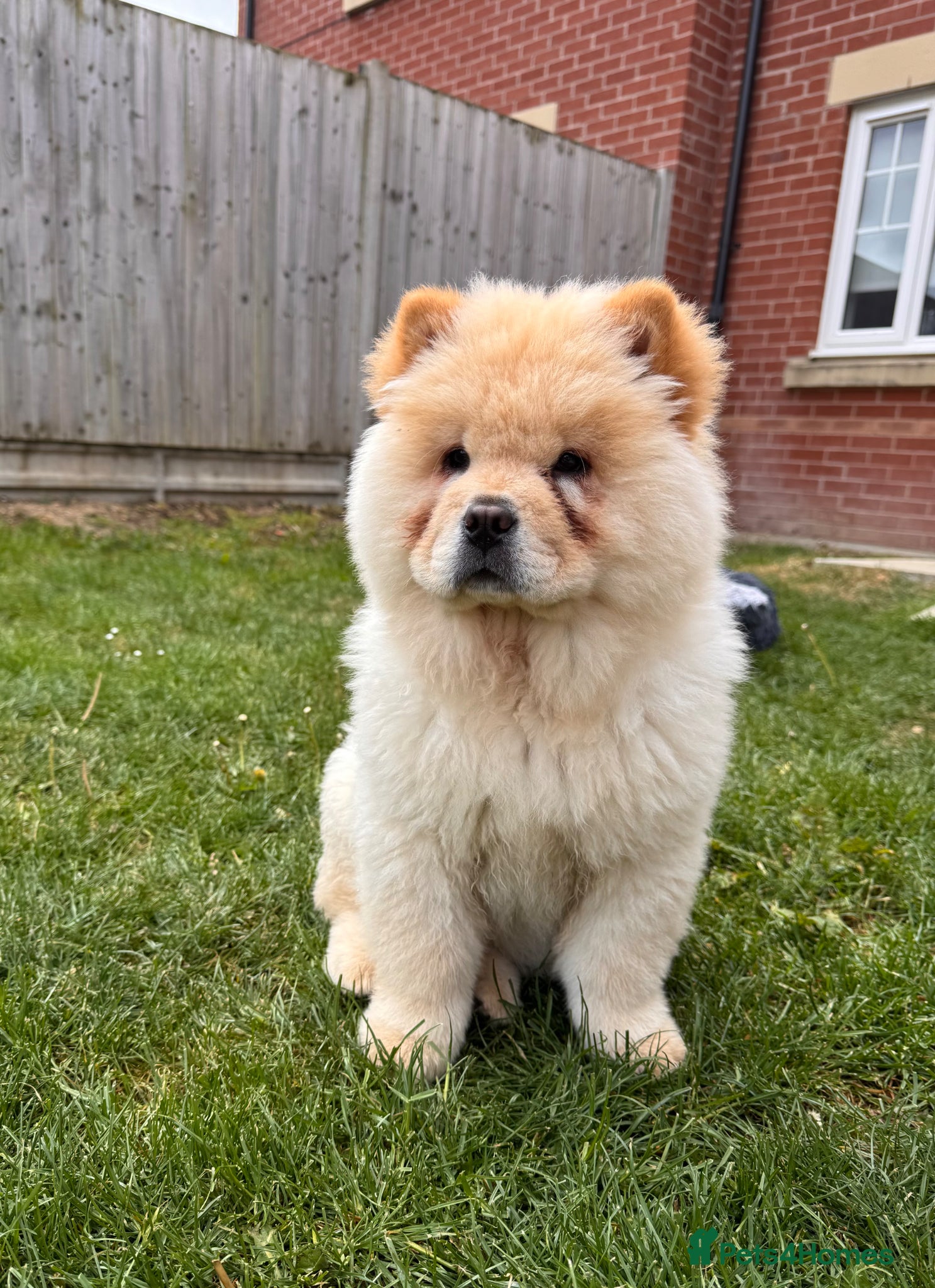 Chow Chow dogs Chow Chow - Advert 17