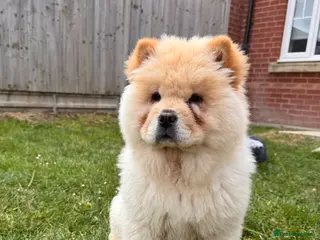 Chow Chow dogs Chow Chow - Advert 5